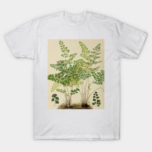 Maidenhair Ferns T-Shirt